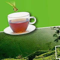 tea-brochure-design